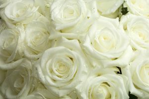 white-wedding-flowers-651493-m